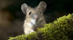 Mi a fűtés nem rágja az egeret?